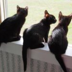 help animals while team building
