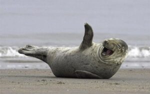 seal laughing