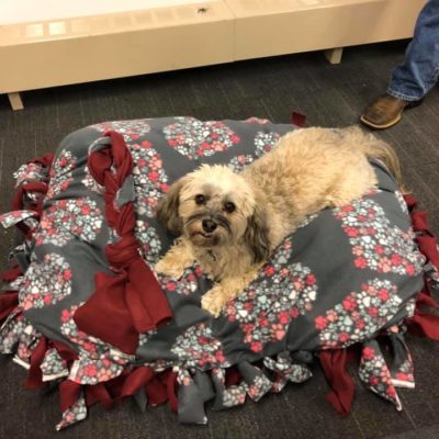 A happy dog rests on a handmade bed created during the Paws For A Cause team building event, where participants crafted items to support local animal shelters. thumbnail