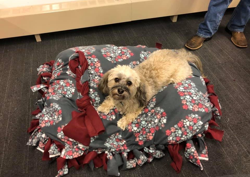A happy dog rests on a handmade bed created during the Paws For A Cause team building event, where participants crafted items to support local animal shelters.