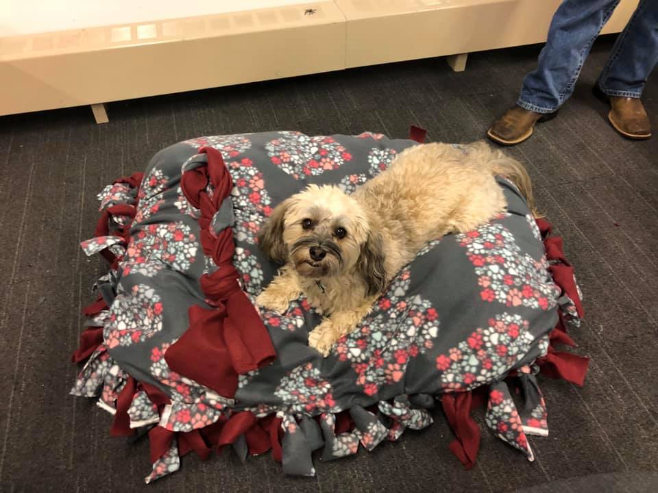 A happy dog rests on a handmade bed created during the Paws For A Cause team building event, where participants crafted items to support local animal shelters.