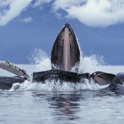Featured Image For Do It Like Animals | Trust Building Activities Team Building Post