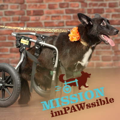 Mission ImPAWssible: Pet Wheelchair Build Featured Image