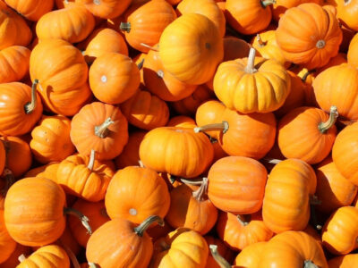 Featured Image For Dear Gourd! It’s National Pumpkin Day! Team Building Post