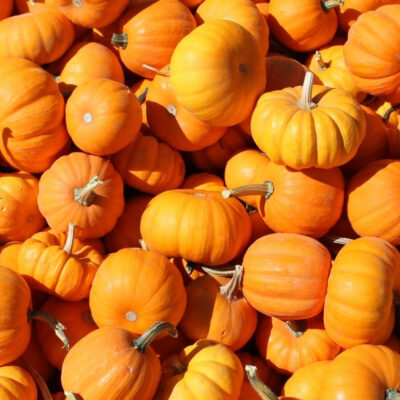 Featured Image For Dear Gourd! It’s National Pumpkin Day! Team Building Post