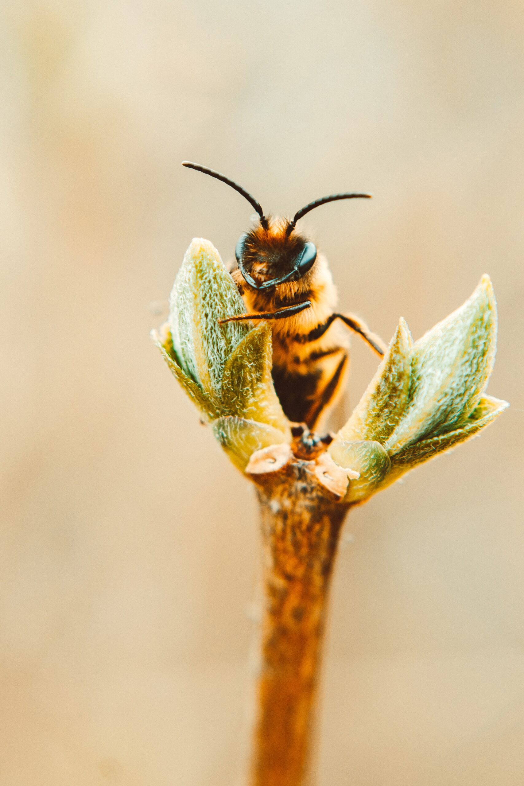 Save the honey bees