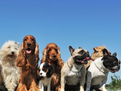 Dog Day Team Building