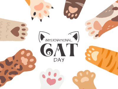 International Cat Day Team Building