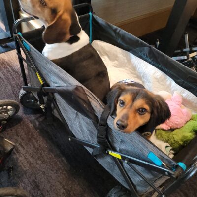 Two adorable dogs resting comfortably in a wagon during a 