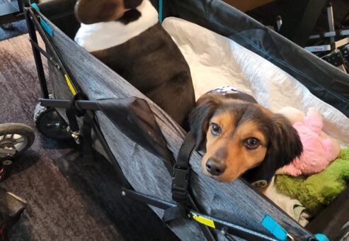 Two adorable dogs resting comfortably in a wagon during a 