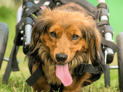 Featured Image For Mission ImPAWssible: Pet Wheelchair Build Team Building Event