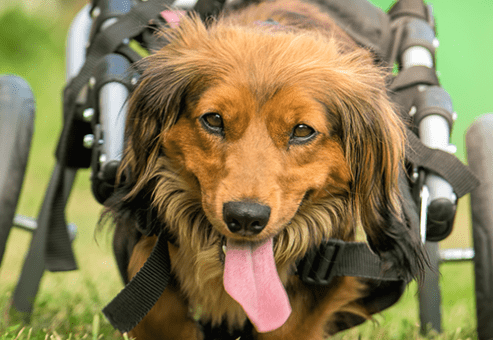 A small dog uses a pet wheelchair to move around with ease, showcasing how mobility aids like K9-Carts improve the quality of life for animals with disabilities.