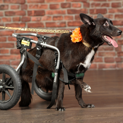 A dog joyfully using a pet wheelchair, decorated with a flower, showcasing how the wheelchair helps provide mobility and improves the animal's quality of life. thumbnail