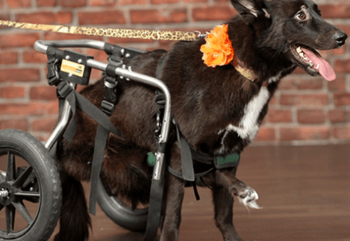 A dog joyfully using a pet wheelchair, decorated with a flower, showcasing how the wheelchair helps provide mobility and improves the animal's quality of life.